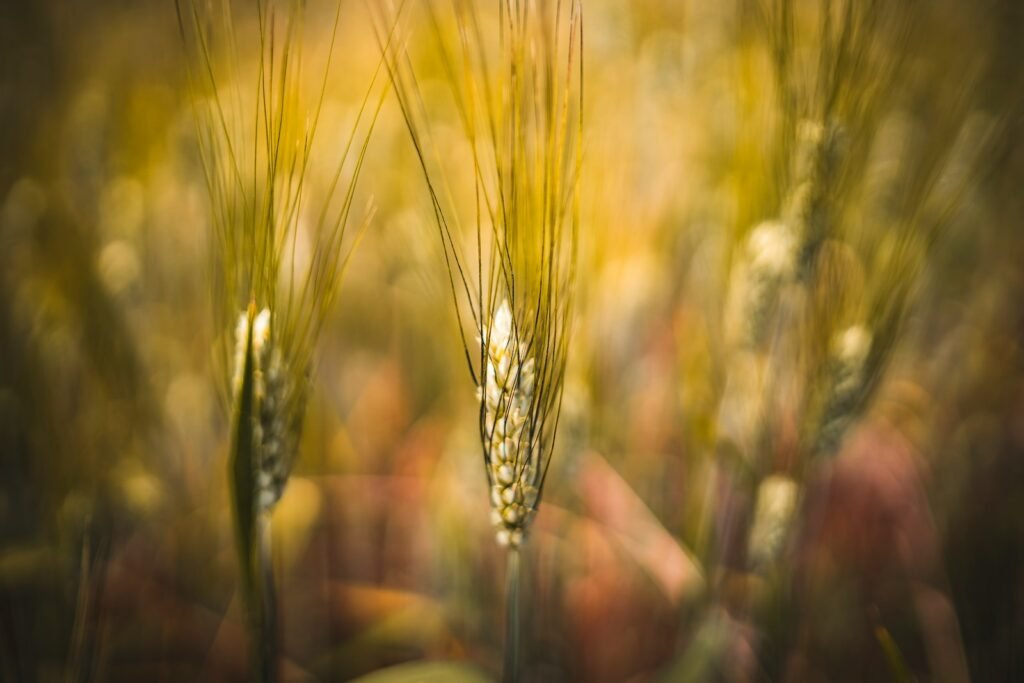 Conseguenze dell'emergere dell'agricoltura